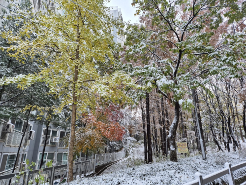 관악산근린공원 은행숲지구